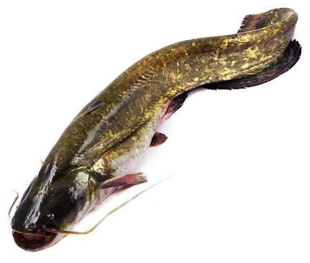 养殖鲶鱼养殖鲶鱼特点:颜色是黑的,胡子是六到八根,且相对较短